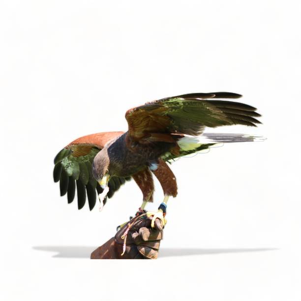 istock Falconer's hand with open-winged falcon- 1835209965