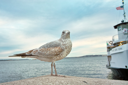 seagull in front of a cruise ship. Shot with a wide angle lens for  this dramatic effect