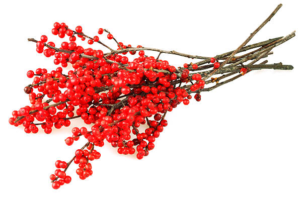 istock Isolated Christmas Holly Twig 183521231