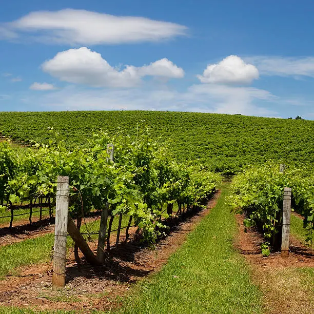 Photo of Australian Vineyard