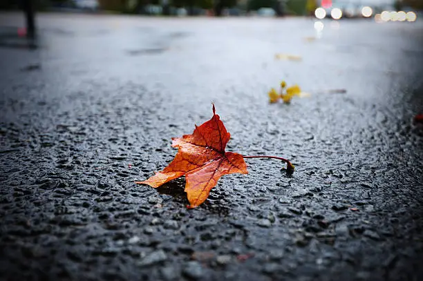 Photo of Sunlit rain wet autumn leaf on asphalt