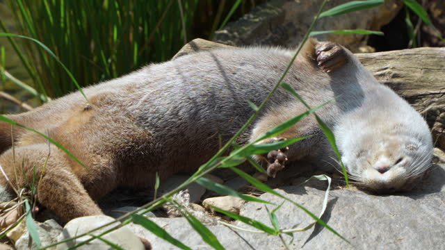Eurasian Otter (Lutra lutra) Sleeps on Back Lying on Rocky Riverbank by Pond Water