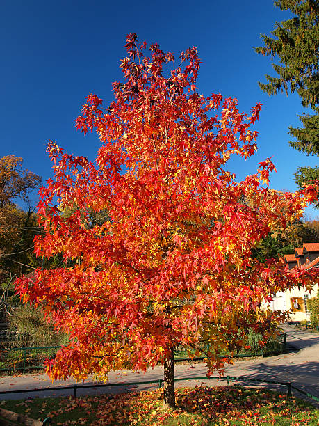 Autumn tree stock photo