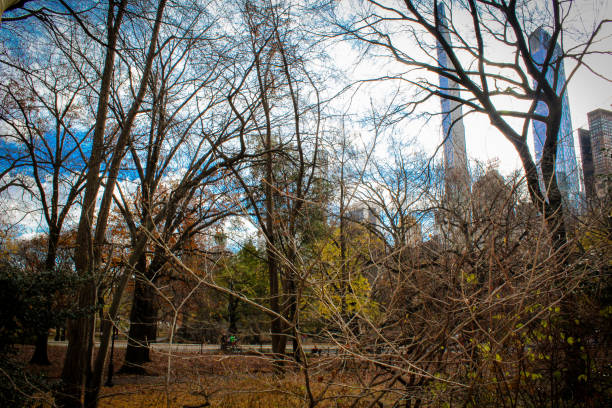 View of central park