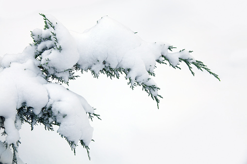 close up shot of snow covered  pine tree branch.