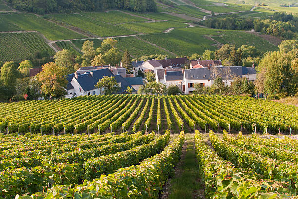 Hillside Vineyards Surround Small Village in France stock photo
