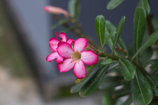 istock sparklepush flower at garden 1835226655