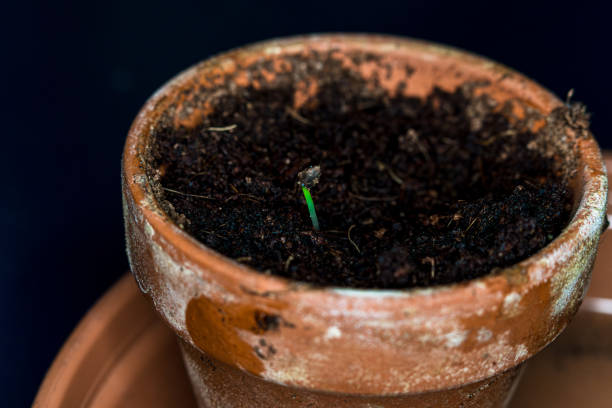 istock Young christmas tree just starting to grow 1835231357