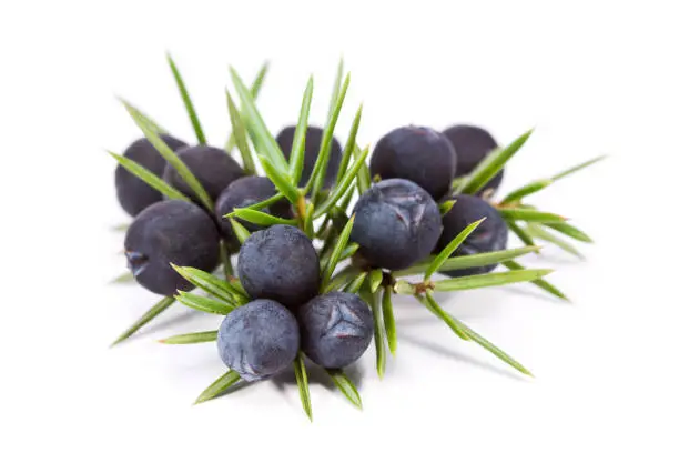 Photo of Juniper fruit on a white background