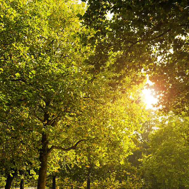 istock Sunbeam in a greem autumn leaves 183523513