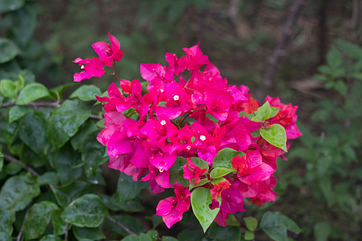 Stock photo showing close-up view of pretty bright pink and white bougainvillea flowers bracts in sunshine. These exotic, colourful bougainvillea bracts are popular in the garden, often being grown as summer climbing plants, ornamental vines, or flowering houseplants, in tropical hanging baskets or as patio pot plants.