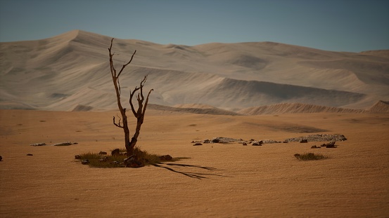 In the arid expanse of the desert, a small tree stands withered and lifeless, bearing witness to the harsh conditions of its surroundings.