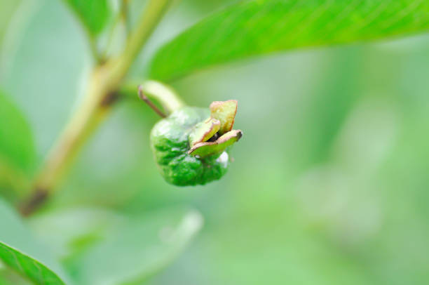 guava tree, MYRTACEAE or Psidium guajava Linn or guava seed on the tree