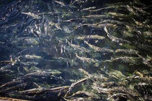 The salmon run is the time when salmon, which have migrated from the ocean, swim to the upper reaches of rivers where they spawn on gravel beds. After spawning, all Pacific salmon and most Atlantic salmon die, and the salmon life cycle starts over again.