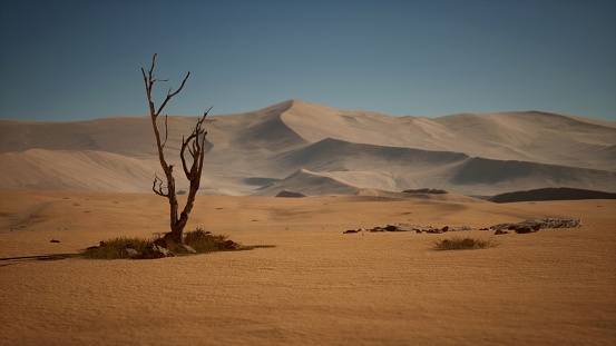 Within the vast, dry expanse of the desert, a lone tree stands lifeless, a testament to the challenging environment it inhabits.