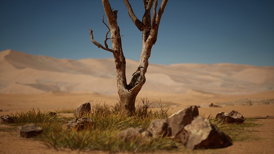 Amidst the dry and expansive desert, a small lifeless tree serves as evidence of the challenging conditions prevailing in its surroundings.
