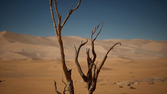 The arid desert landscape features a solitary, withered tree, symbolizing the harsh and unforgiving nature of its environment.