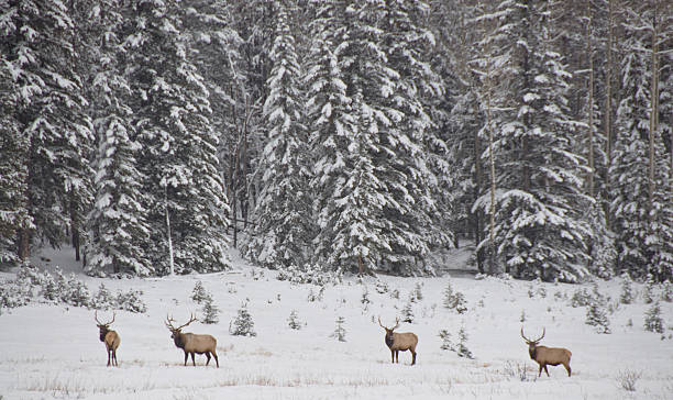 Four Bull Elk stock photo