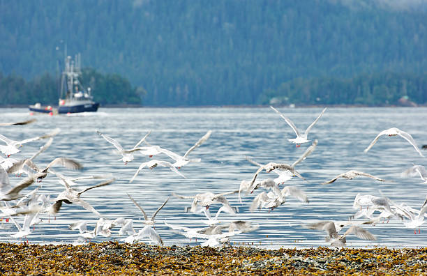 istock coastline with fishing boat and seagulls 183525039