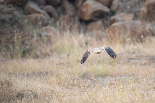 Shaheen Falcon or Peregrine falcon in flight in its natural habitat