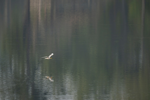 River tern bird in flight on water body at Pench National park