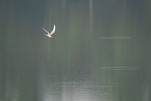 River tern bird in flight on water body at Pench National park