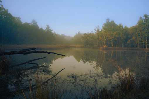 Landscape of the Pench National park near the lake in golden warm light in early morning.