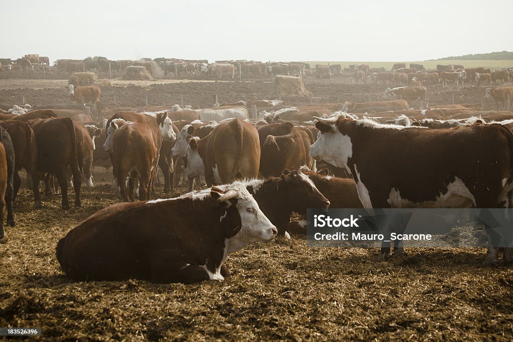 Cows being fed in Feedlot. Hereford Cows.  Color corrected from Canon 5DM2 RAW file. Cattle Stock Photo