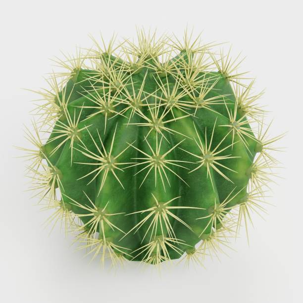 istock Realistic 3D Render of Golden Barrel Cactus 1835268246