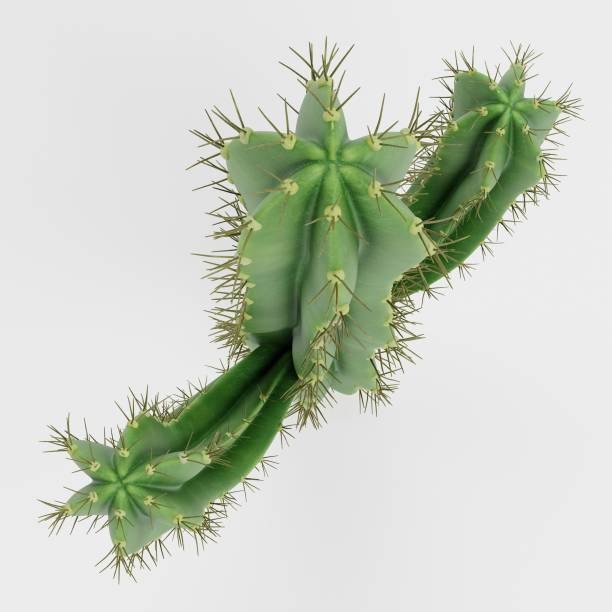 istock Realistic 3D Render of Saguaro Cactus 1835269923
