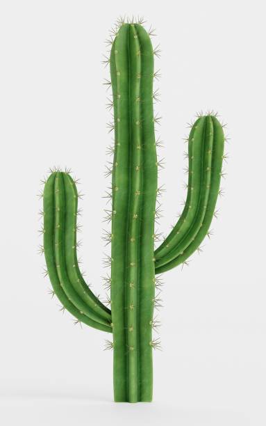 istock Realistic 3D Render of Saguaro Cactus 1835269924
