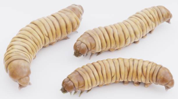 istock Realistic 3D Render of Wax Worms 1835273250