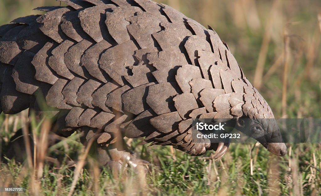 Close-up of a pangolin in its natural habitat A very rare close up of a wild Pangolin, taken in the Masai Mara, Kenya Pangolin Stock Photo