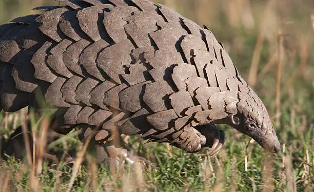 Photo of Close-up of a pangolin in its natural habitat