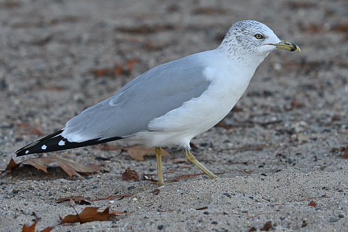 Side view of ring-billed gull in winter plumage walking in sand at Bantam Lake in Connecticut, autumn