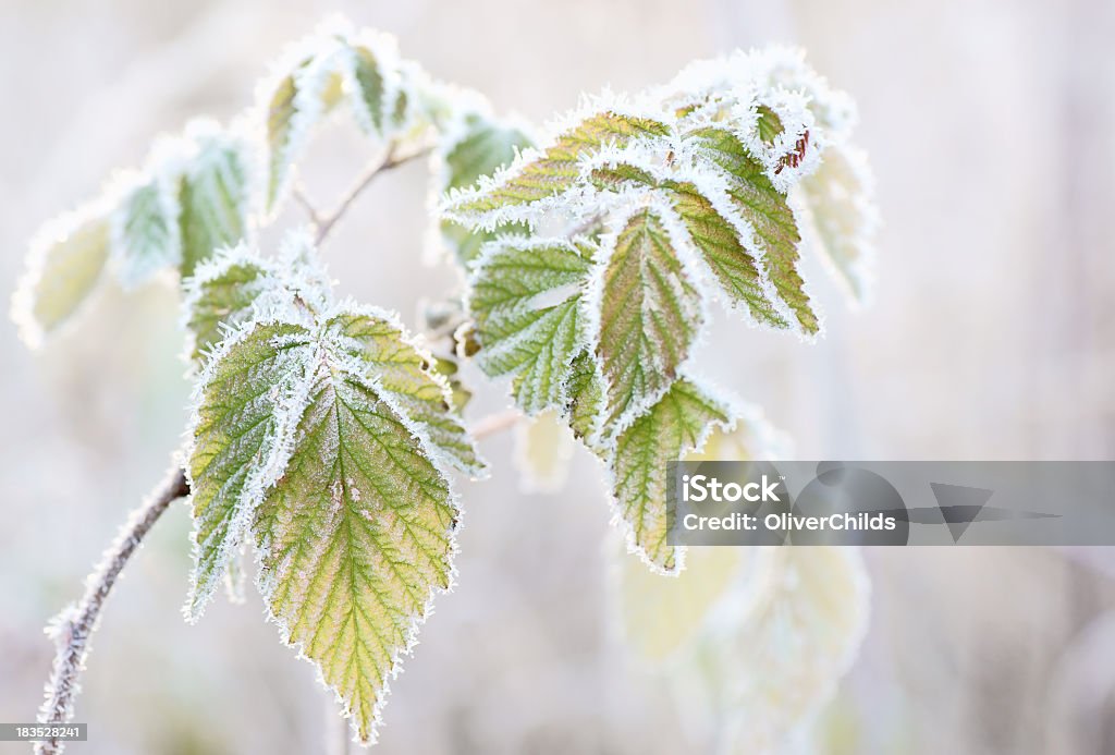 Gelido i fogli macro. - Foto stock royalty-free di Ambientazione esterna