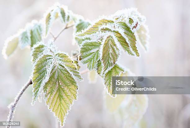 Gelido I Fogli Macro - Fotografie stock e altre immagini di Ambientazione esterna - Ambientazione esterna, Autunno, Brina - Acqua ghiacciata