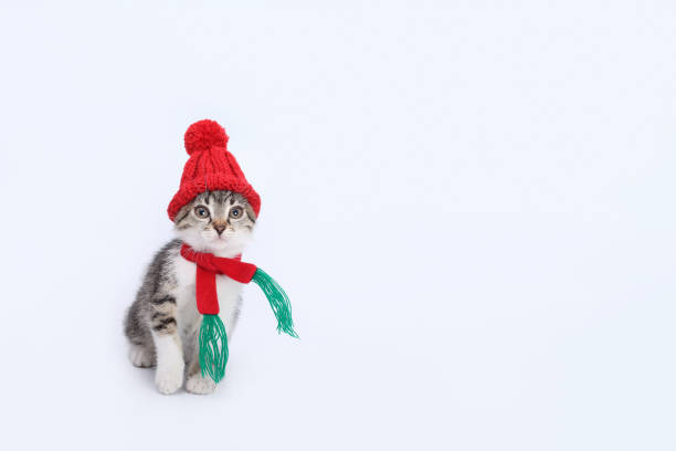 istock Kitten in Santa Claus xmas red cap. 1835283996