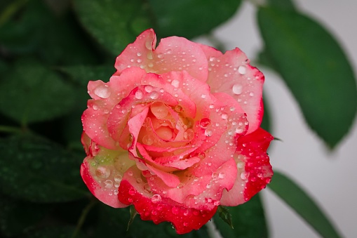 Pink Peony bud closeup with raindrops and antsup