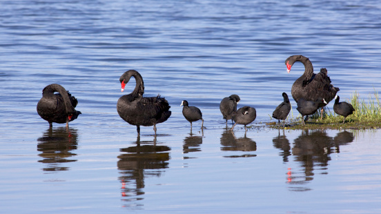 Black Swans (Cygnus atratus) and Eurasian Coots (Fulica atra) at Lake Monger in Perth, Western Australia.