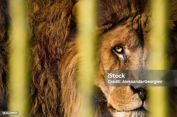 Leone Guardando Attraverso Le Barre Di Armatura - Fotografie stock e altre immagini di Gabbia - Gabbia, Leone - Grande felino, Rabbia - Emozione negativa