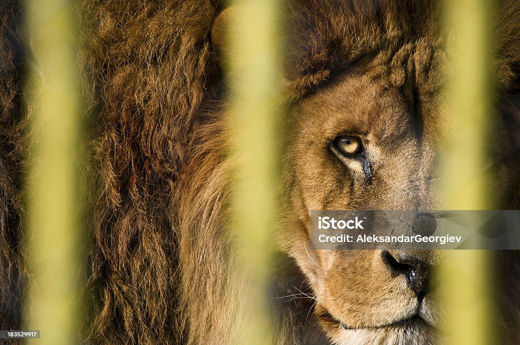 Лев, глядя через решетчатые оправки - Стоковые фото Клетка - ограниченное пространство роялти-фри