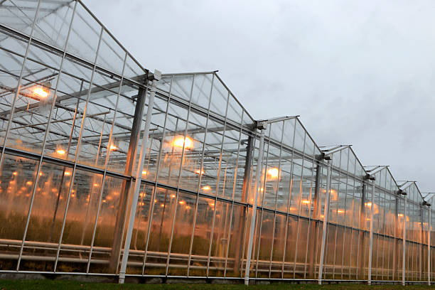 istock assimilation lights in a greenhouse 183530019