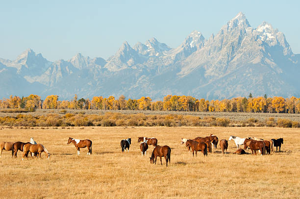 istock Wyoming Horse Ranch - Teton Range in the background 183530601
