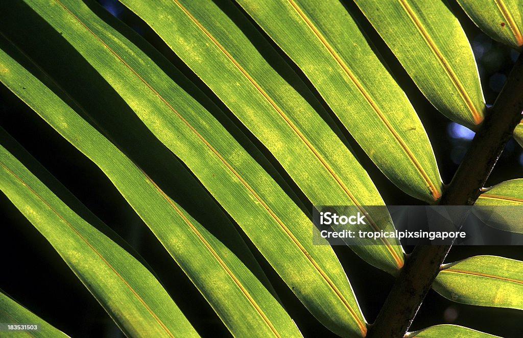 Malediven, dem Nord-Malé-atoll, coconut Blattfiedern. - Lizenzfrei Baum Stock-Foto