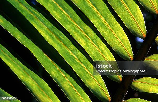 Malediven Dem Nordmaléatoll Coconut Blattfiedern Stockfoto und mehr Bilder von Baum