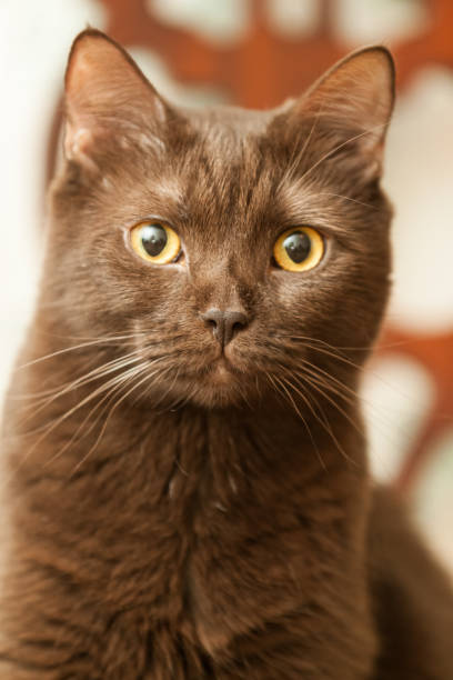 istock Portrait of a brown cute cat 1835315213