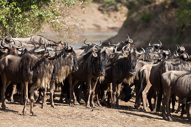 istock Wildebeest Waiting to Cross Mara River Kenya 183531609