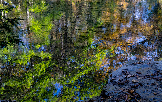 Beauty in nature at one of the lakes in the Tiergarten public park in Berlin, Germany on a sunny summer day.