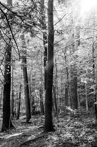 Buttermilk Falls State Park near Ithaca